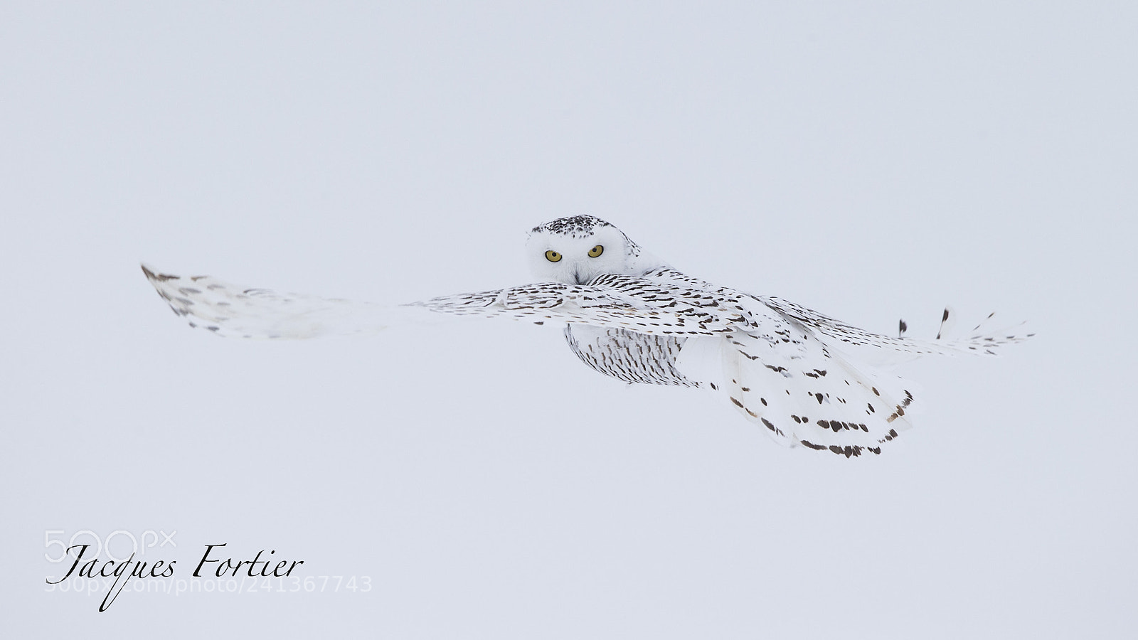 Canon EOS-1D X sample photo. Snow owl photography