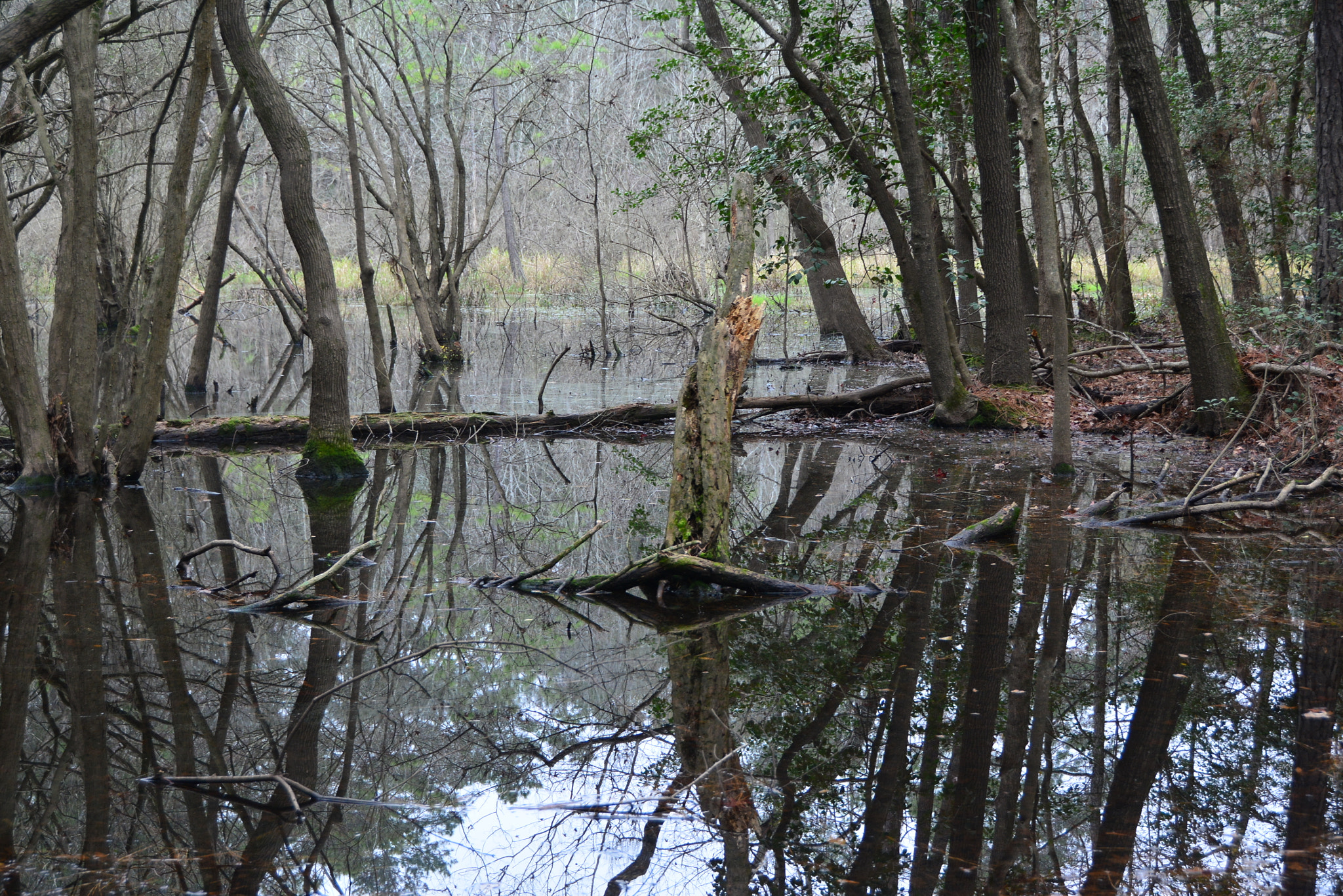 Nikon D7100 sample photo. Burroughs park, harris county, tx photography