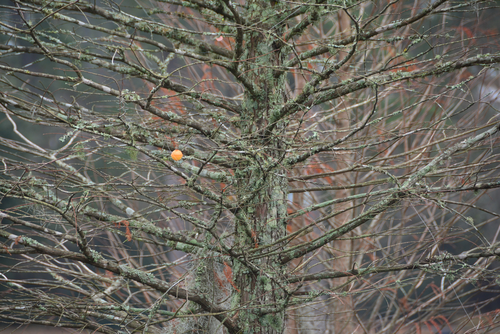 Nikon D7100 sample photo. Bobber in tree photography