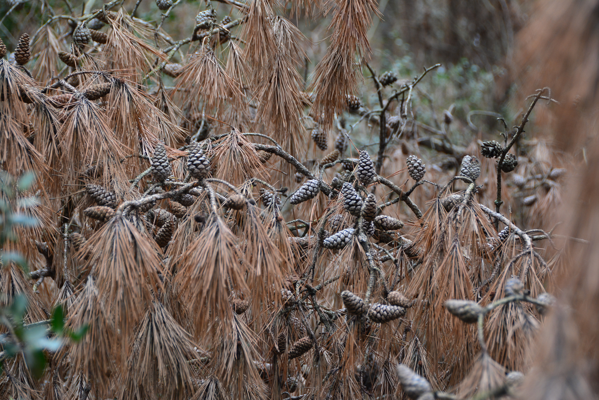 Nikon D7100 sample photo. Pine cones photography