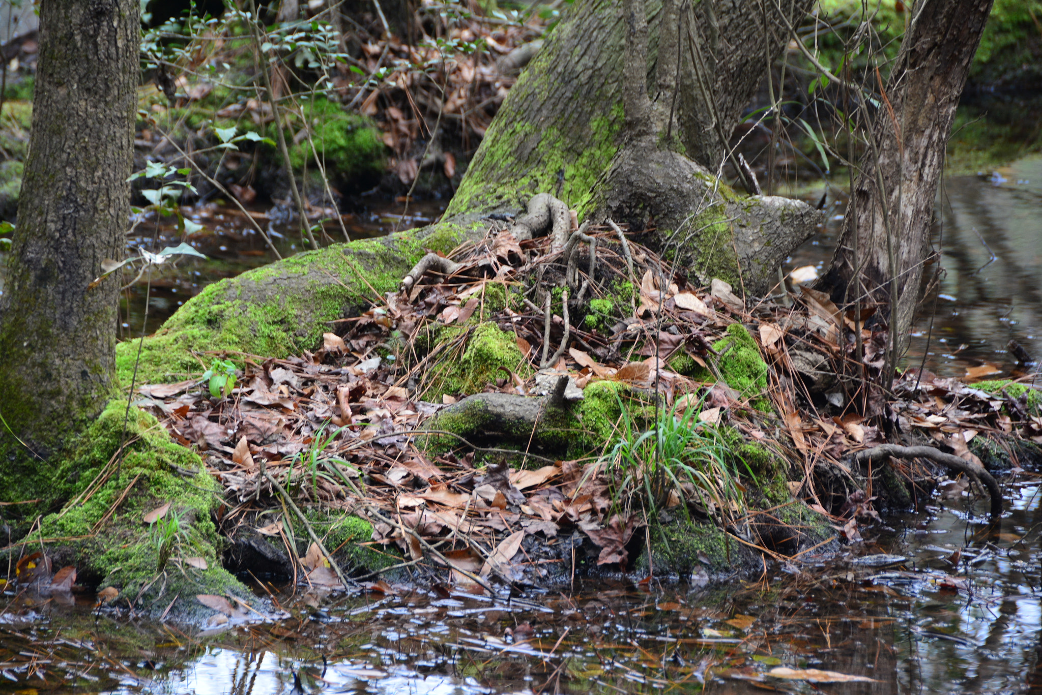 Nikon D7100 sample photo. Swamp photography
