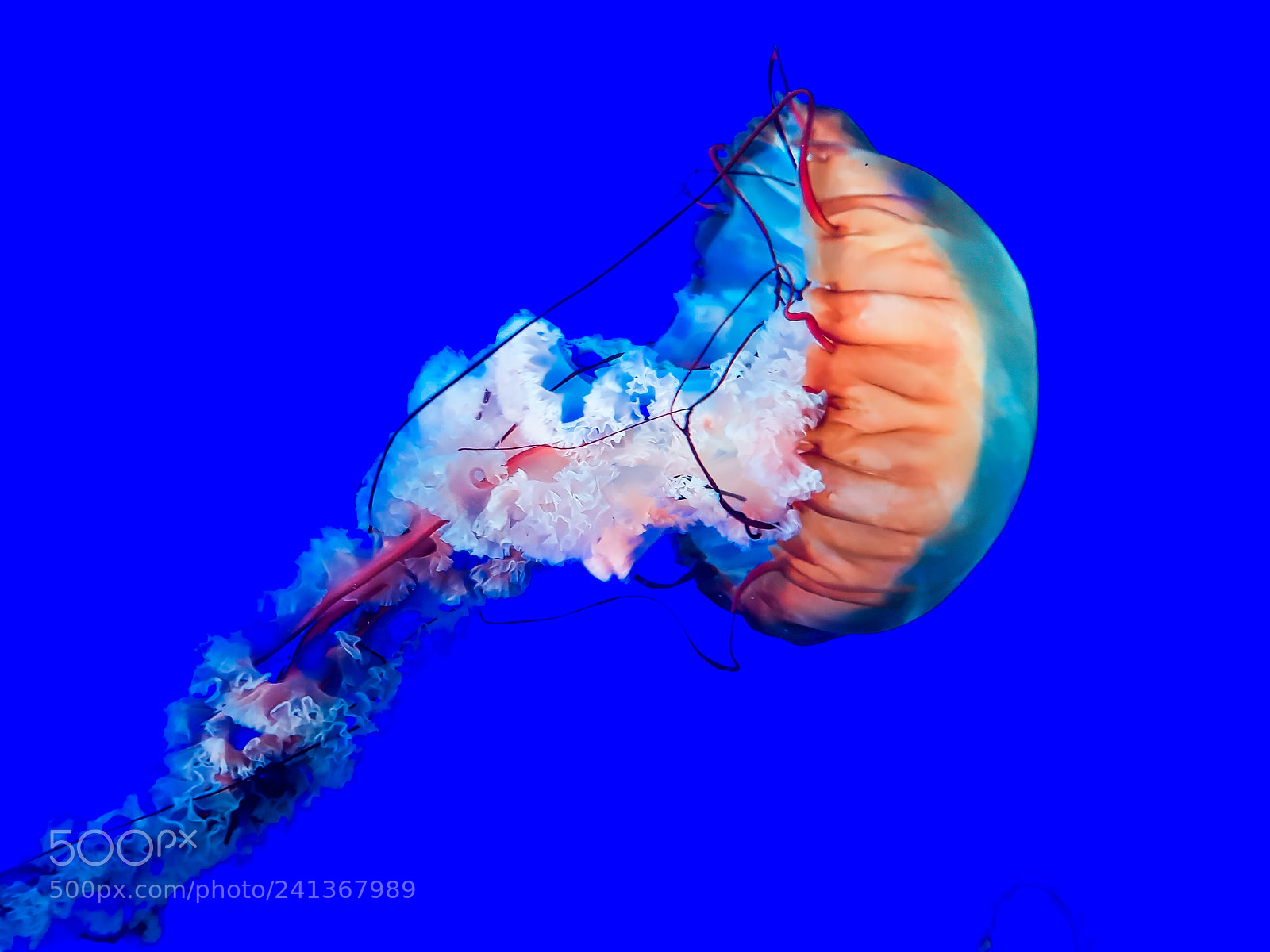 Samsung Galaxy S8 sample photo. Jellyfish photography