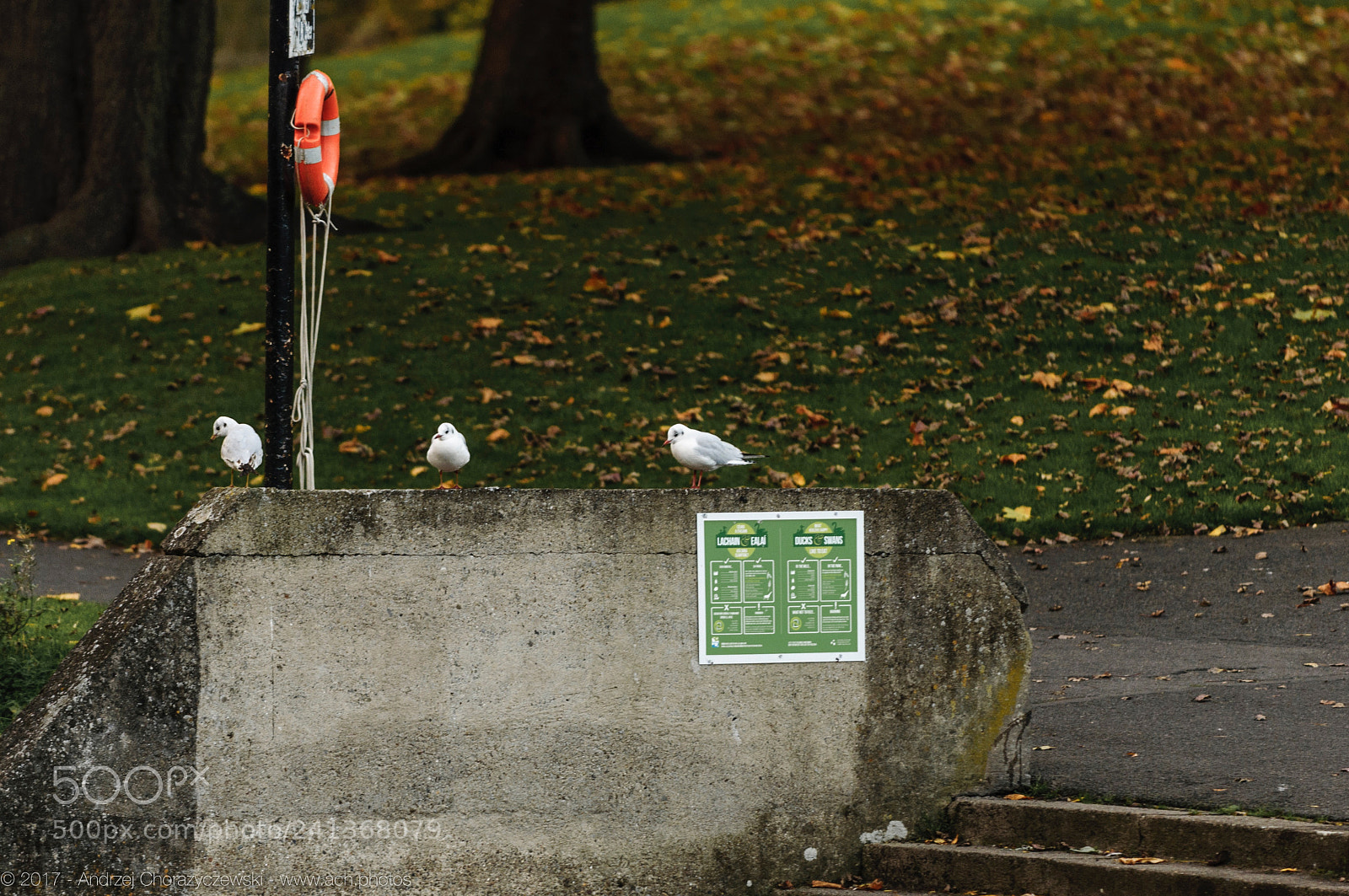 Nikon D90 sample photo. Griffith park, dublin 9 photography