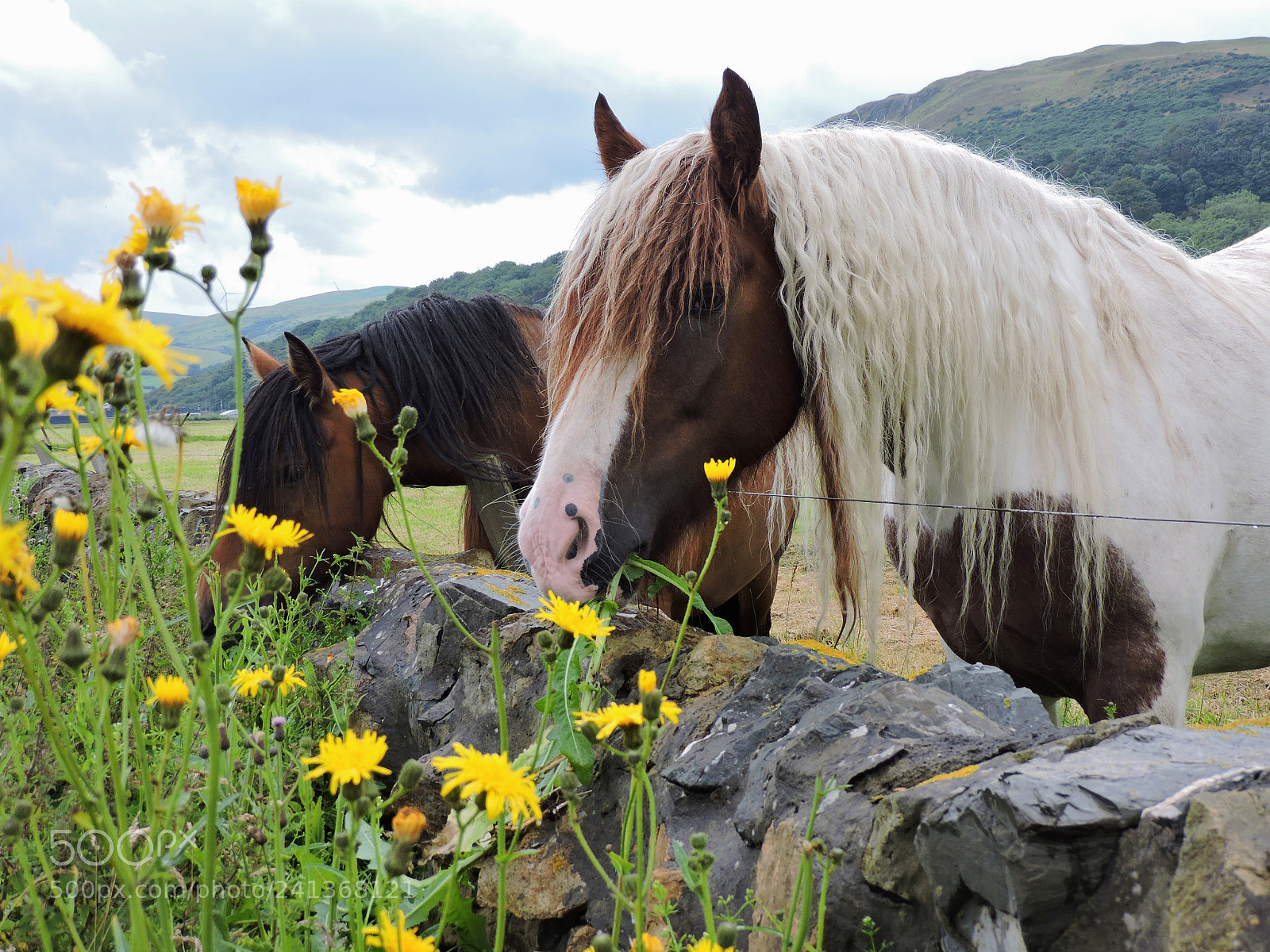 Nikon Coolpix P530 sample photo. Highland ponies photography