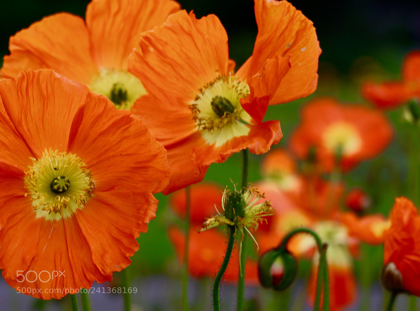 Canon EOS 700D (EOS Rebel T5i / EOS Kiss X7i) sample photo. Flowers in winter photography
