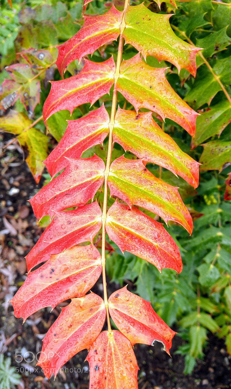 LG G4 sample photo. Fern colors photography