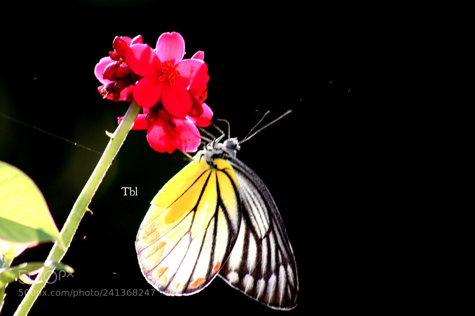 Canon EOS 77D (EOS 9000D / EOS 770D) sample photo. Untitled photography
