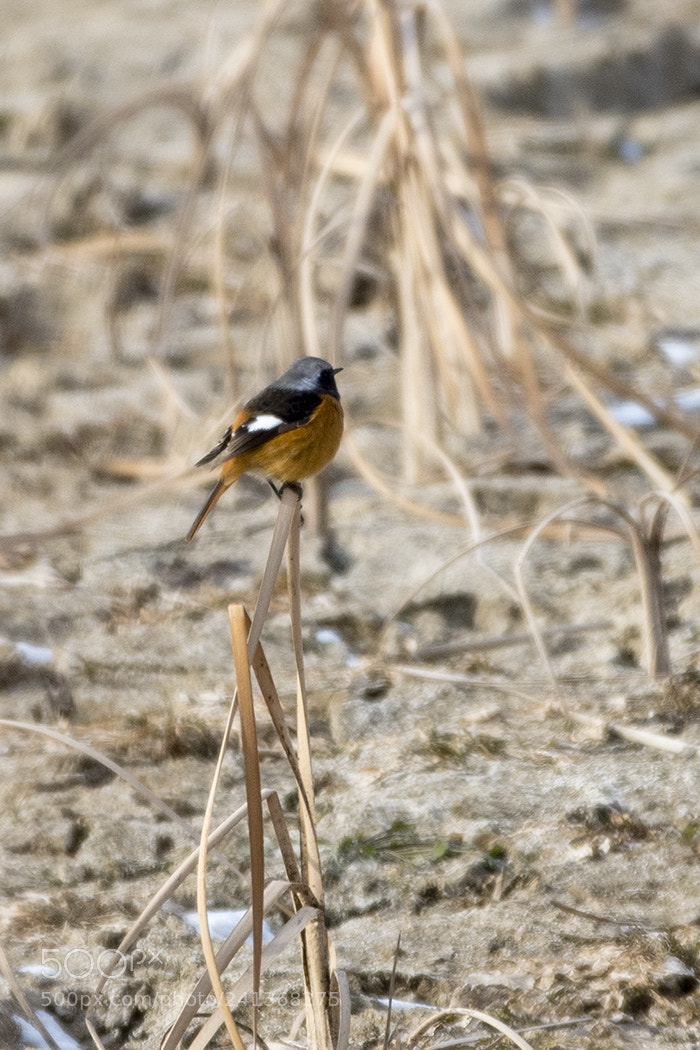 Nikon D500 sample photo. Web공릉천 photography