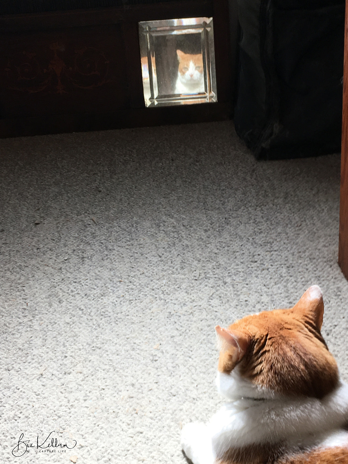 Apple iPhone 6s sample photo. Whiskers reflects photography