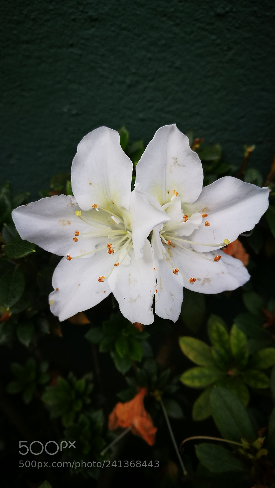 HUAWEI P9 Plus sample photo. Untitled photography