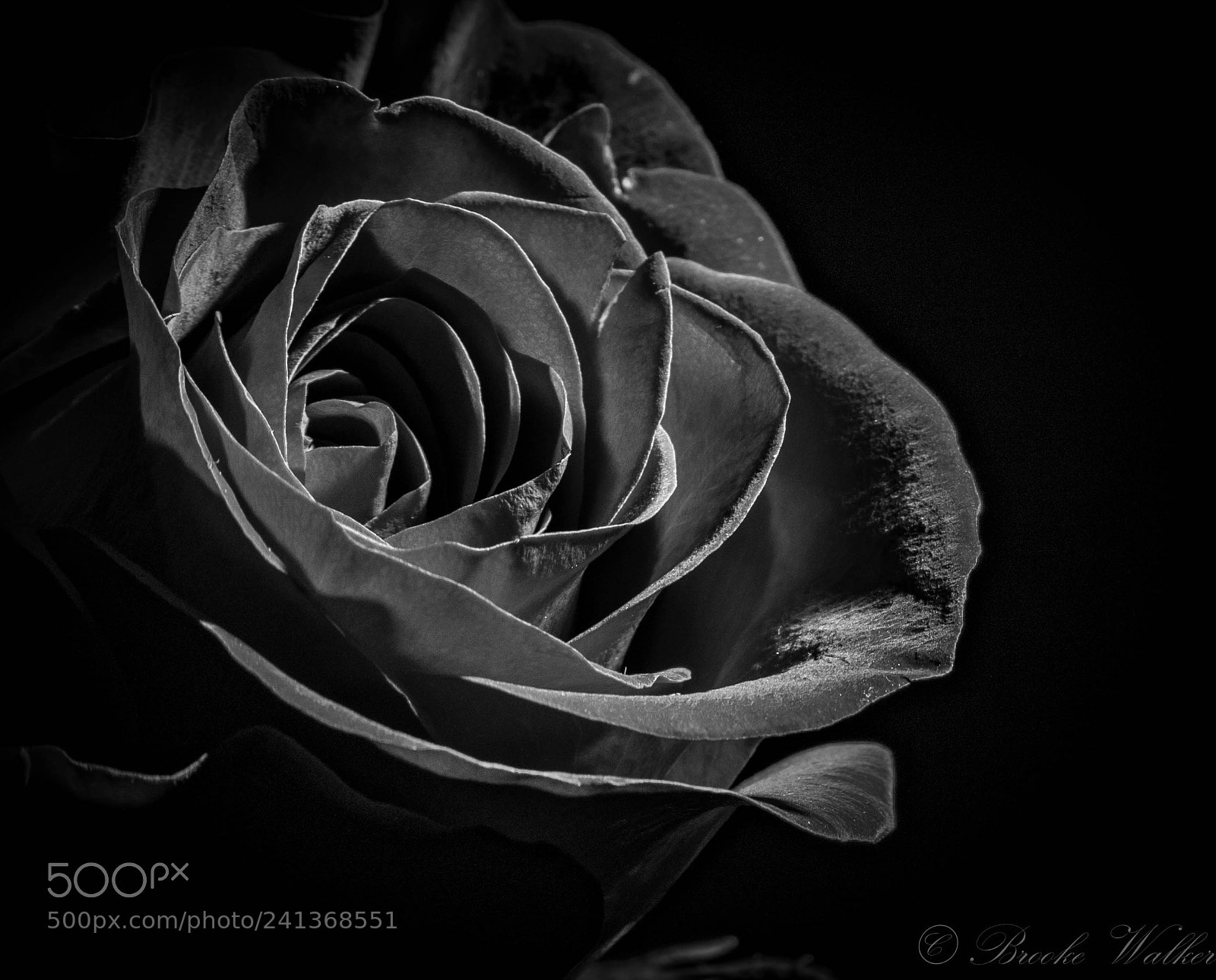 Canon EOS 750D (EOS Rebel T6i / EOS Kiss X8i) sample photo. Midnight rose photography