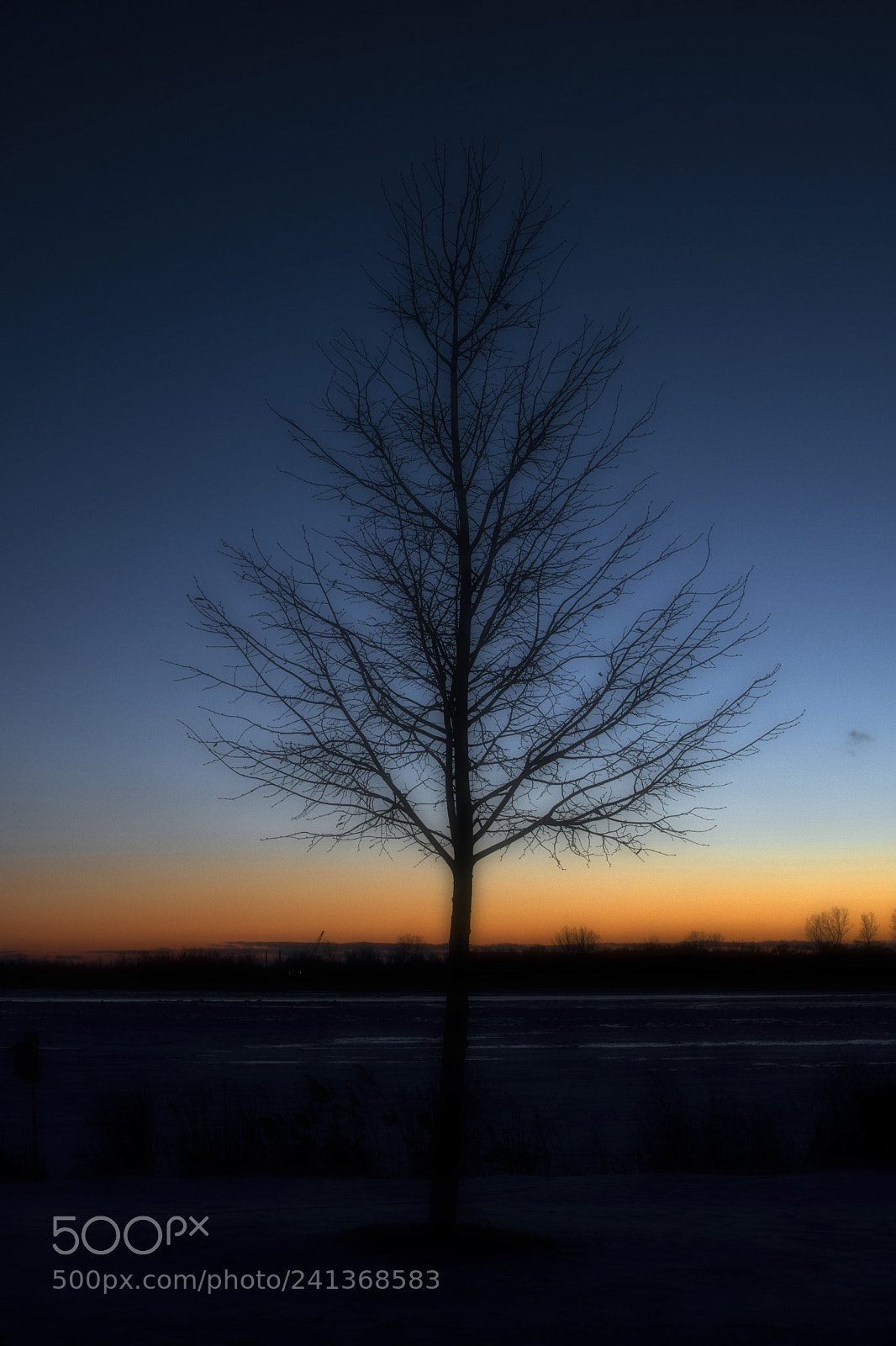 Nikon D500 sample photo. Bare tree at sunset photography