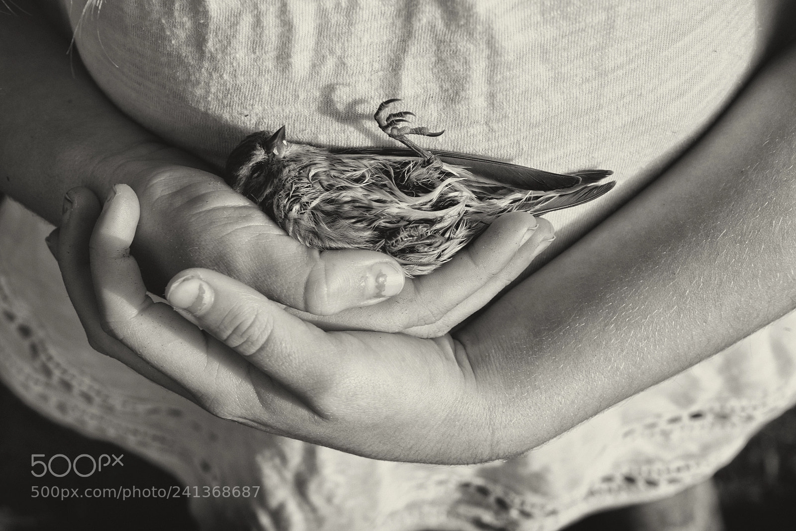 Nikon D800 sample photo. The dead warbler photography