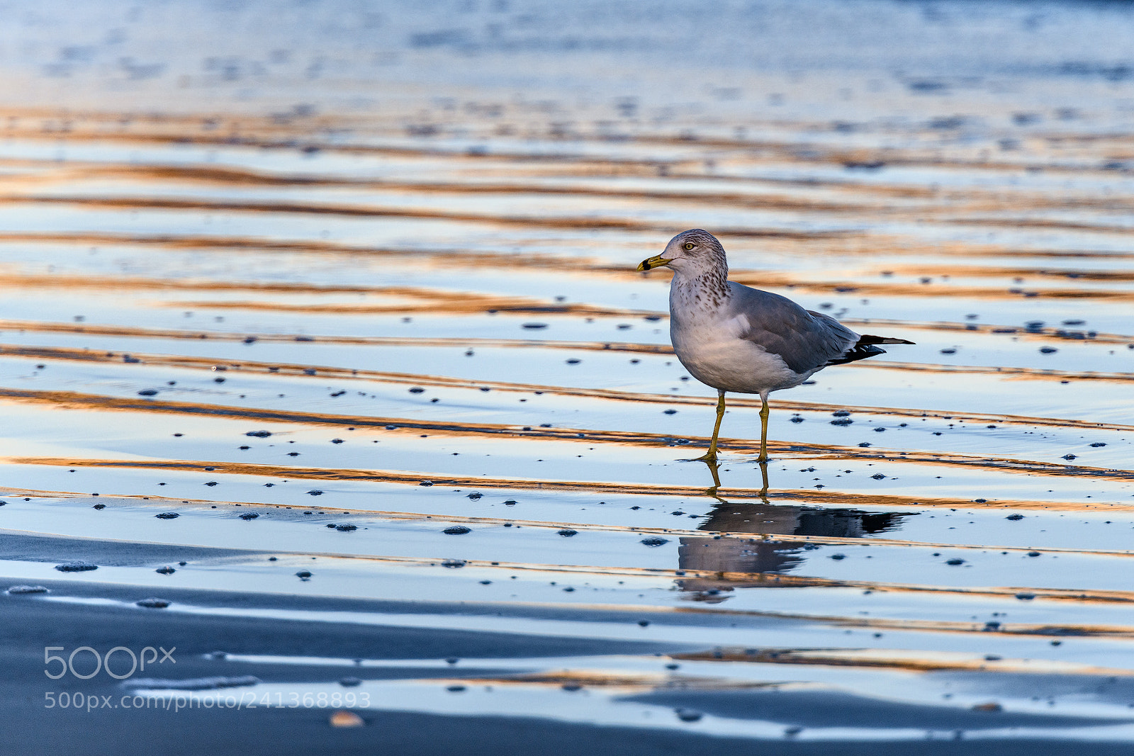 Nikon D850 sample photo. Gull in late afternoon photography