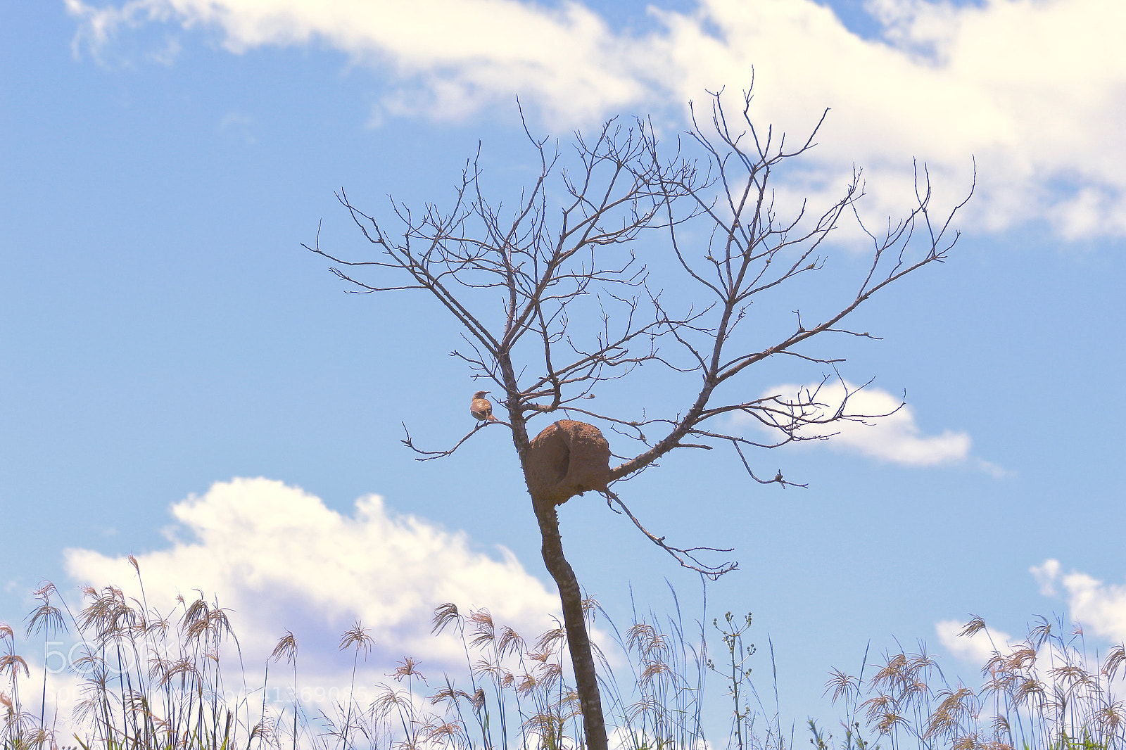 Canon EOS 700D (EOS Rebel T5i / EOS Kiss X7i) sample photo. The bird and his photography