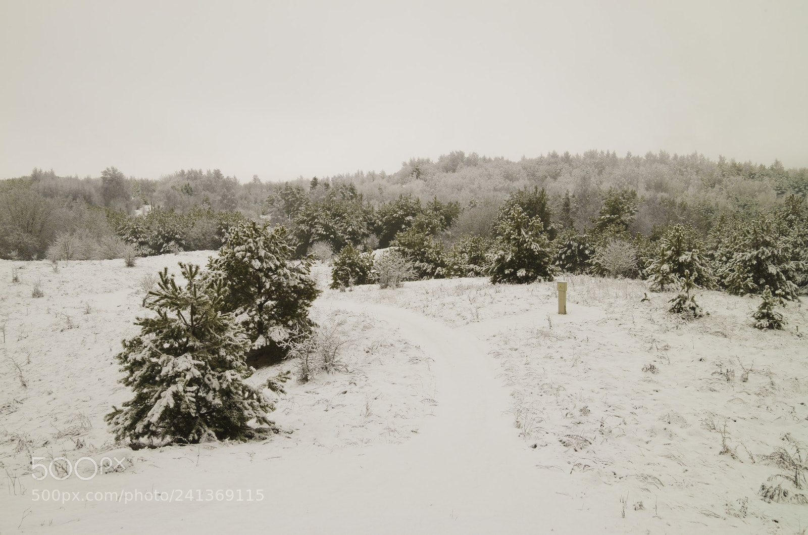 Pentax K-50 sample photo. Finally winter photography
