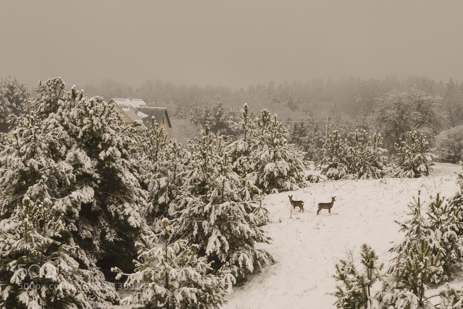Pentax K-50 sample photo. Finally winter photography