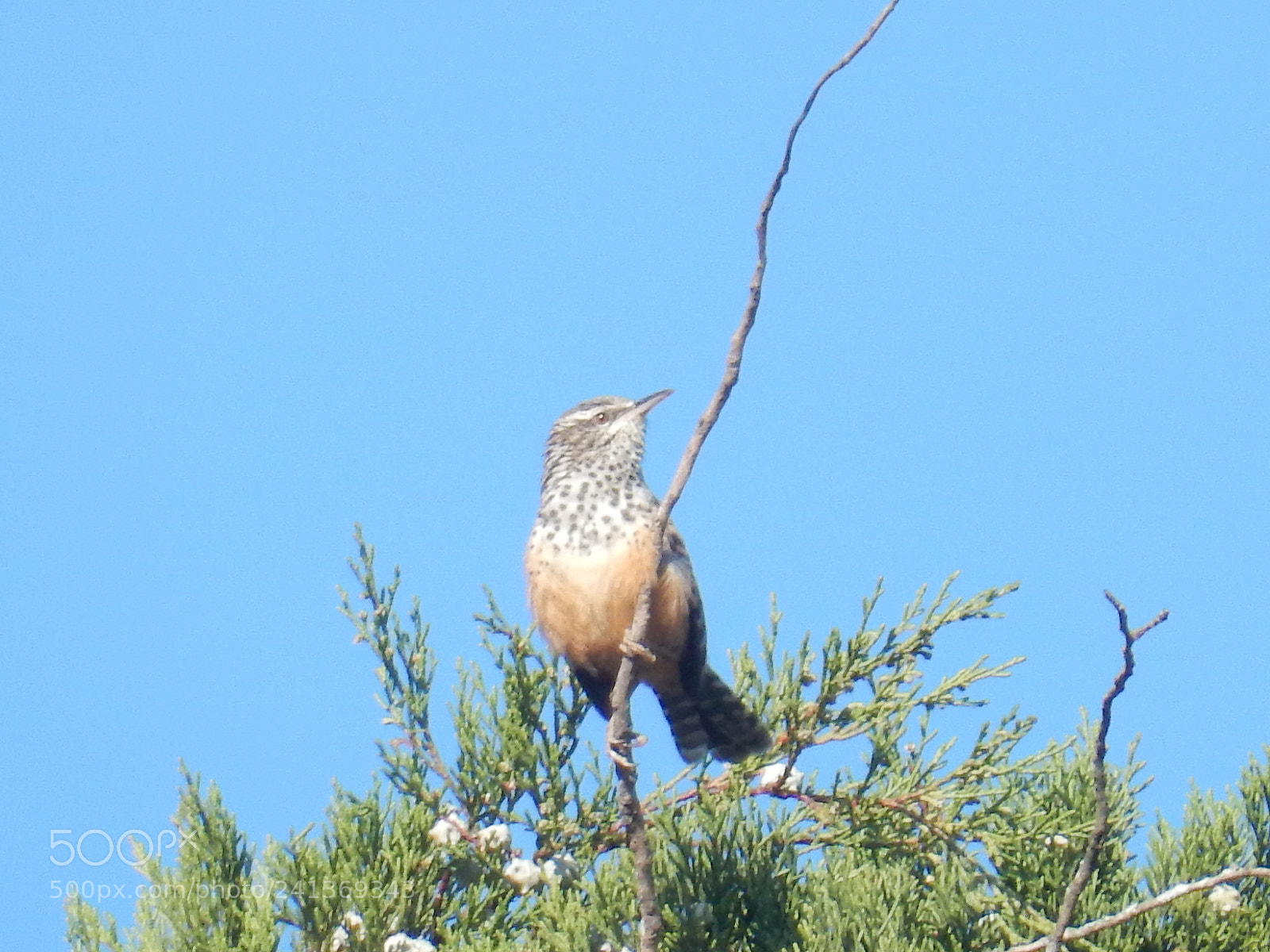 Nikon Coolpix S9900 sample photo. Bird watching photography