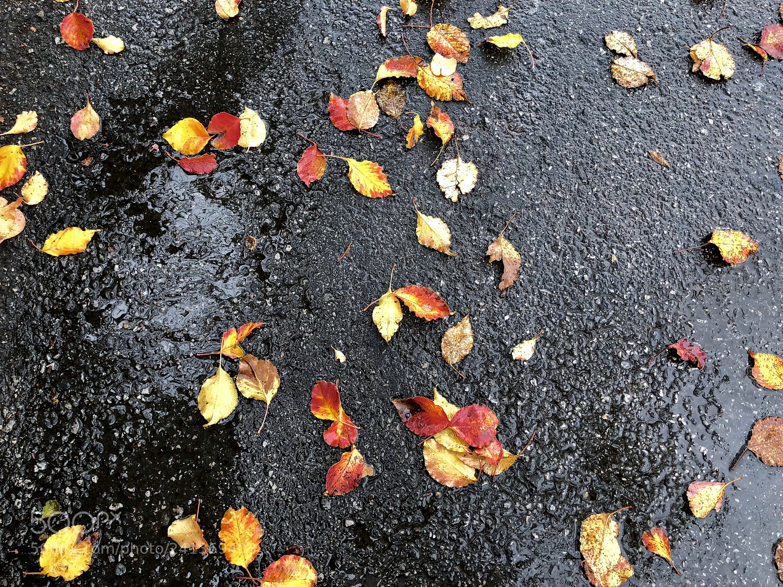Apple iPhone X sample photo. Foliage ?? photography