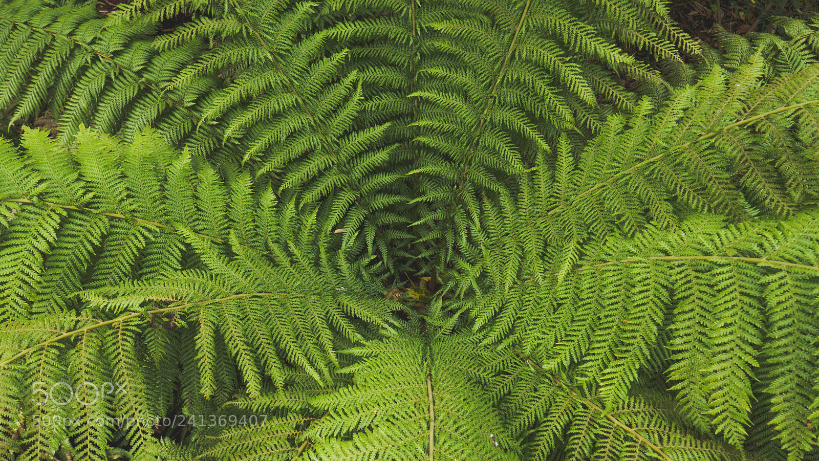 Panasonic Lumix DMC-G7 sample photo. Ferny photography