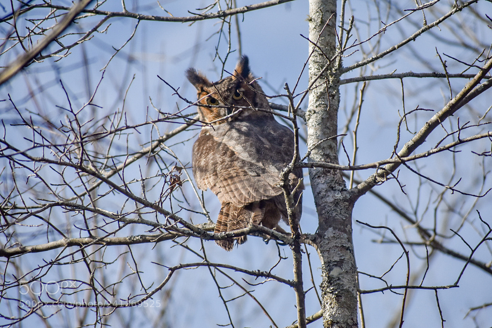 Nikon D3400 sample photo. Perched photography
