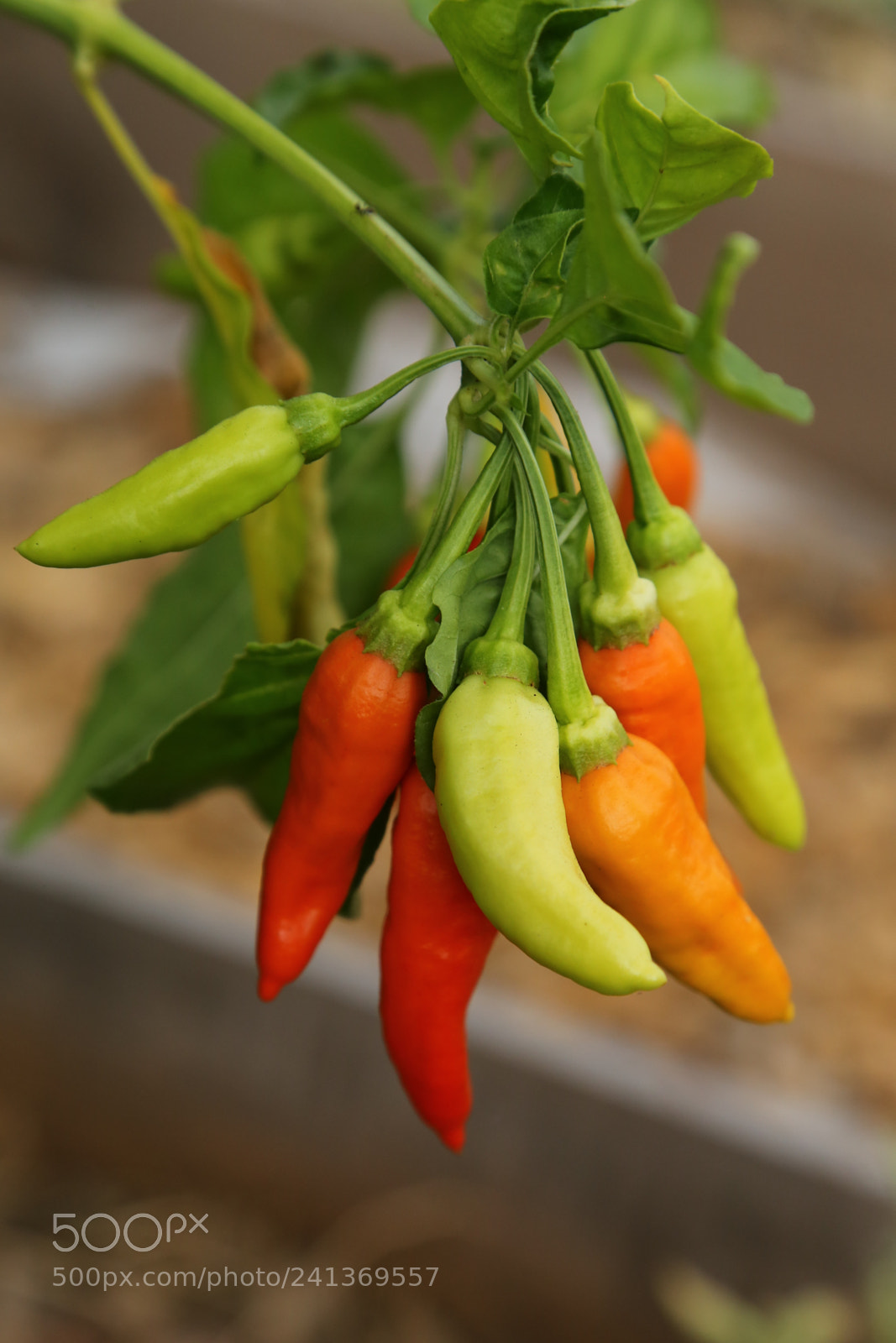 Canon EOS 6D + Canon EF 24-105mm F4L IS USM sample photo. Chilli photography
