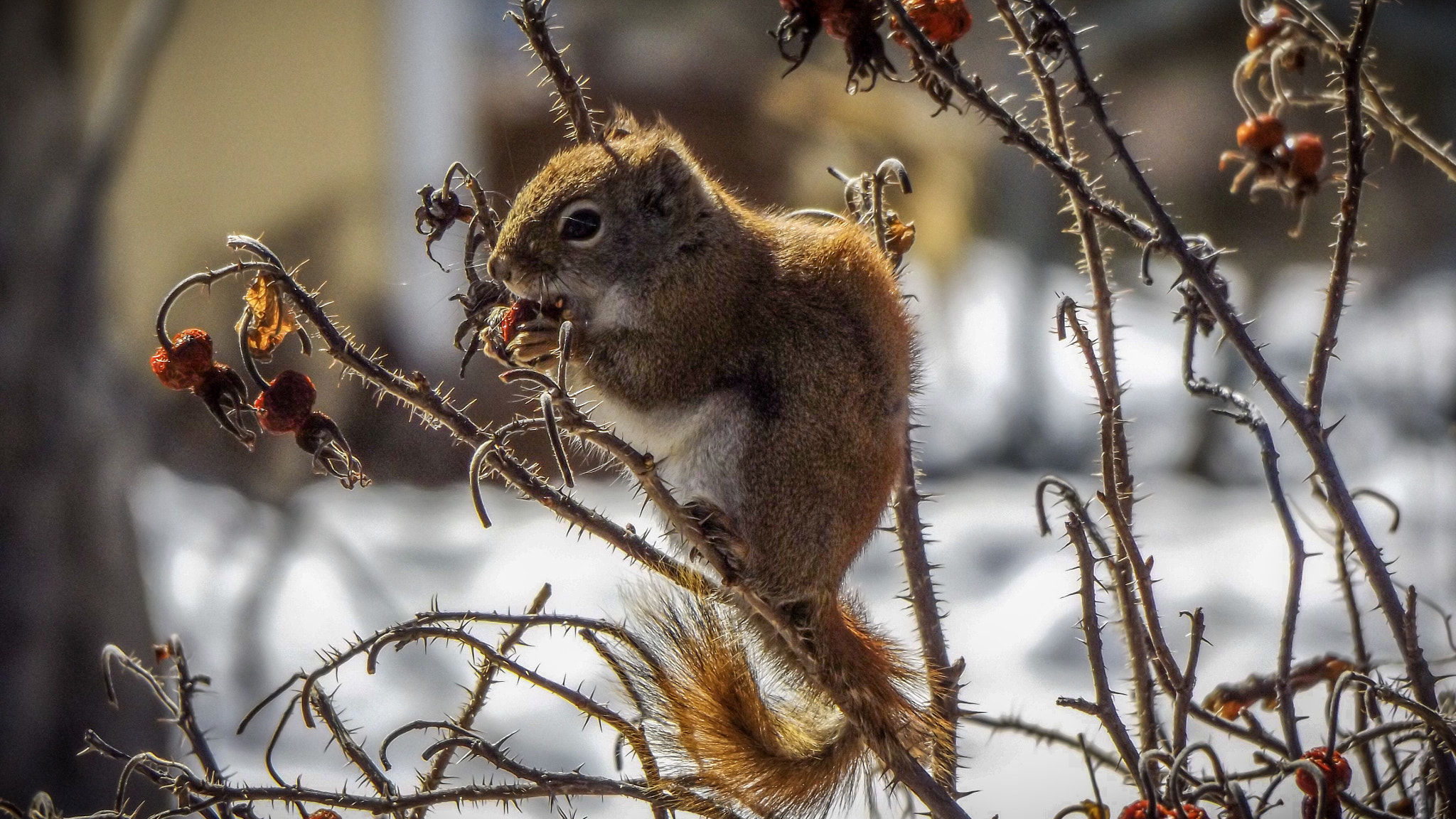 Fujifilm FinePix S8600 sample photo. Red squirrel photography