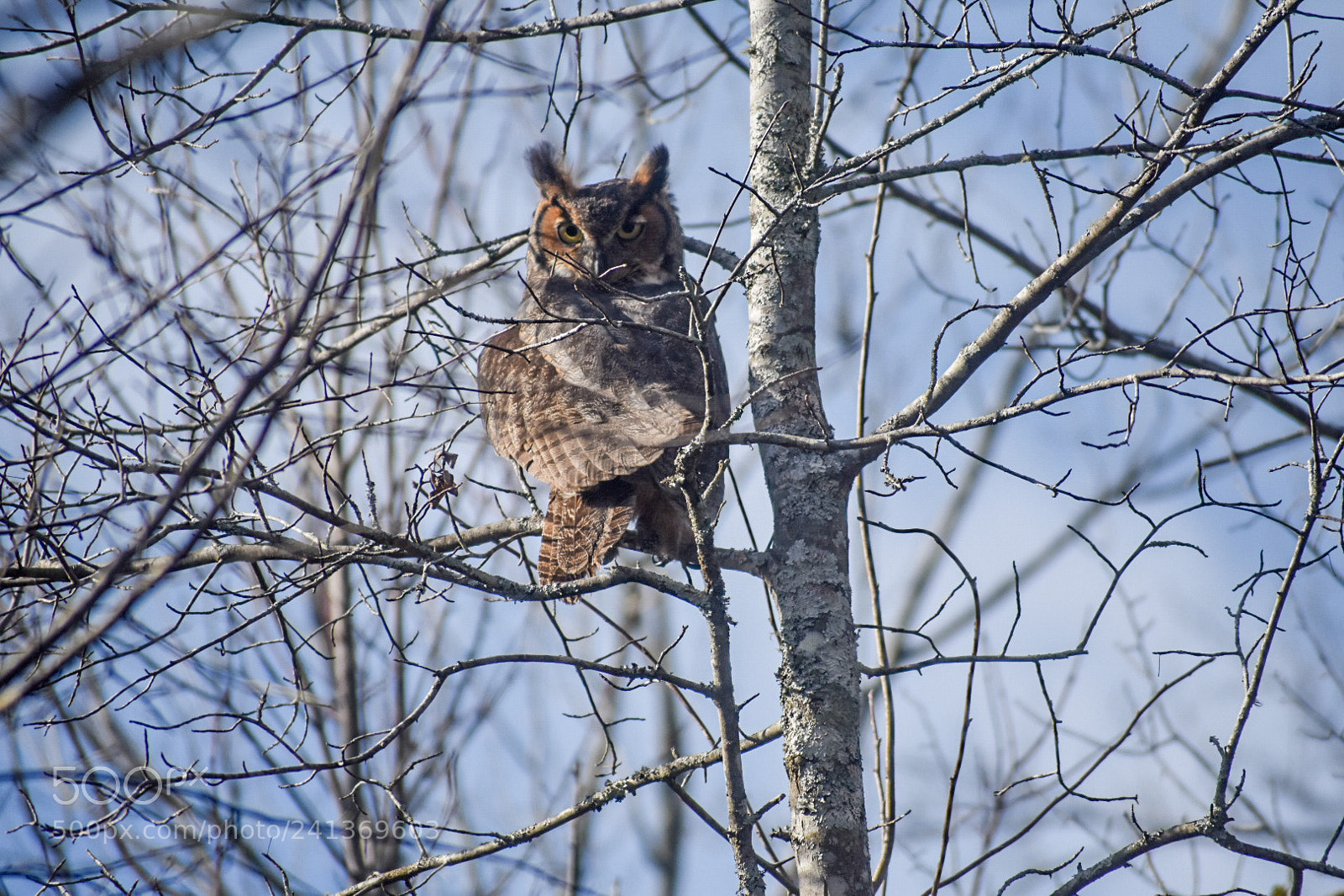 Nikon D3400 sample photo. Perched photography