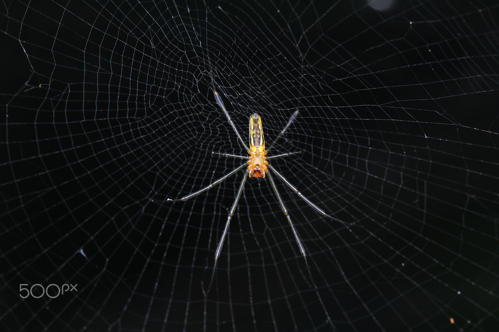 Canon EF 100mm F2.8 Macro USM sample photo. Spiderman photography