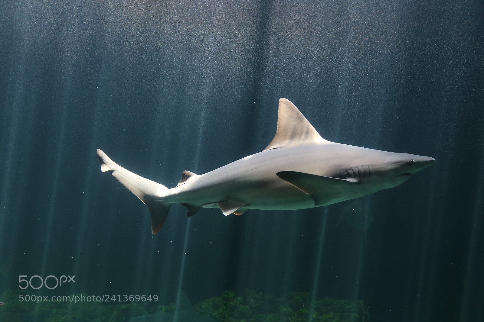 Canon EOS 6D + Canon EF 24-105mm F4L IS USM sample photo. Tiburon photography