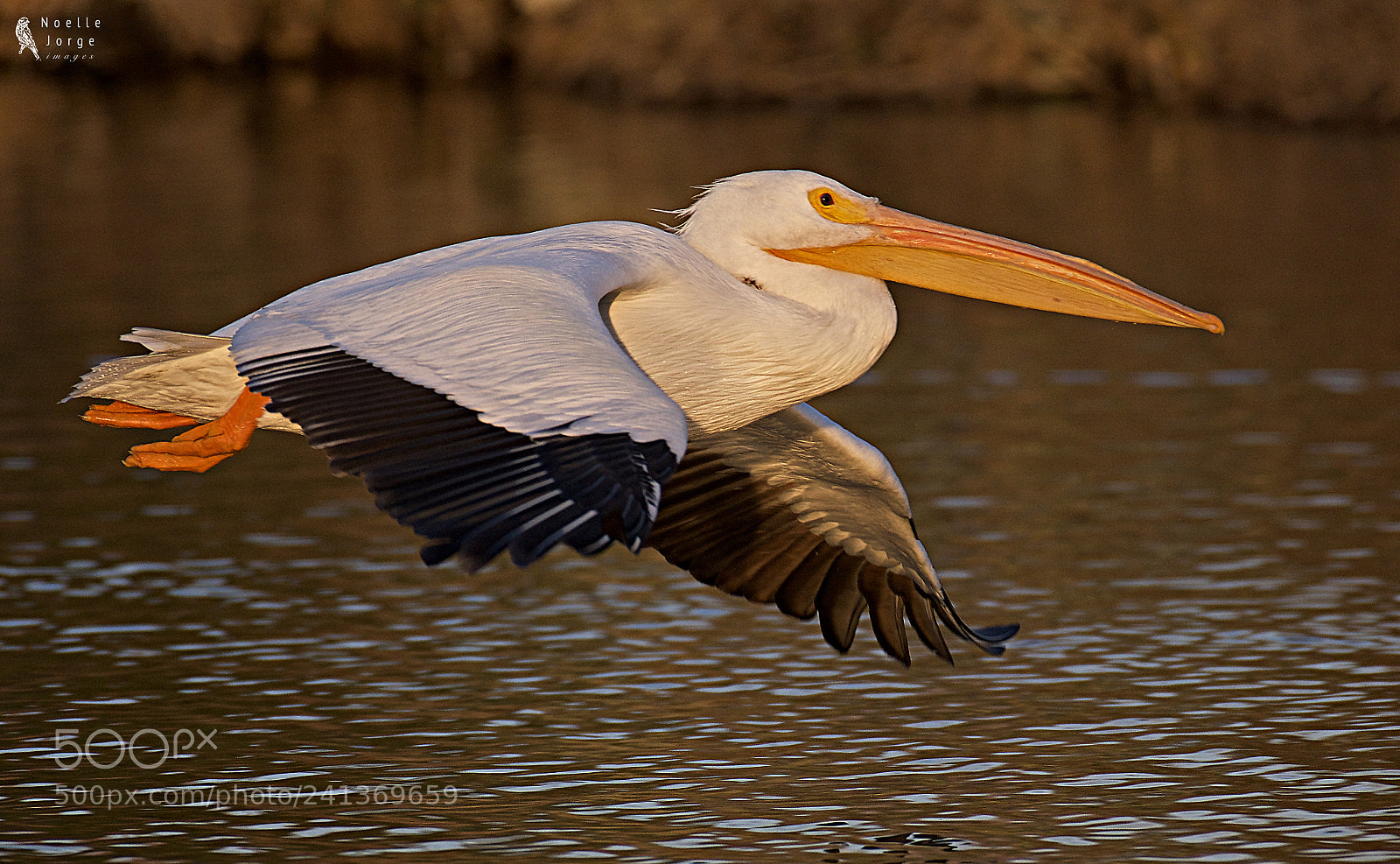 Nikon D500 sample photo. Setting sun gave a photography