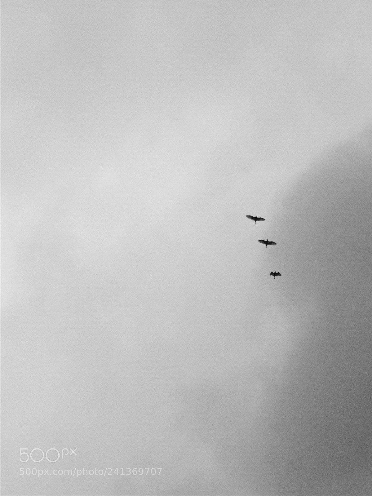Apple iPhone 5 sample photo. Birds of the park photography