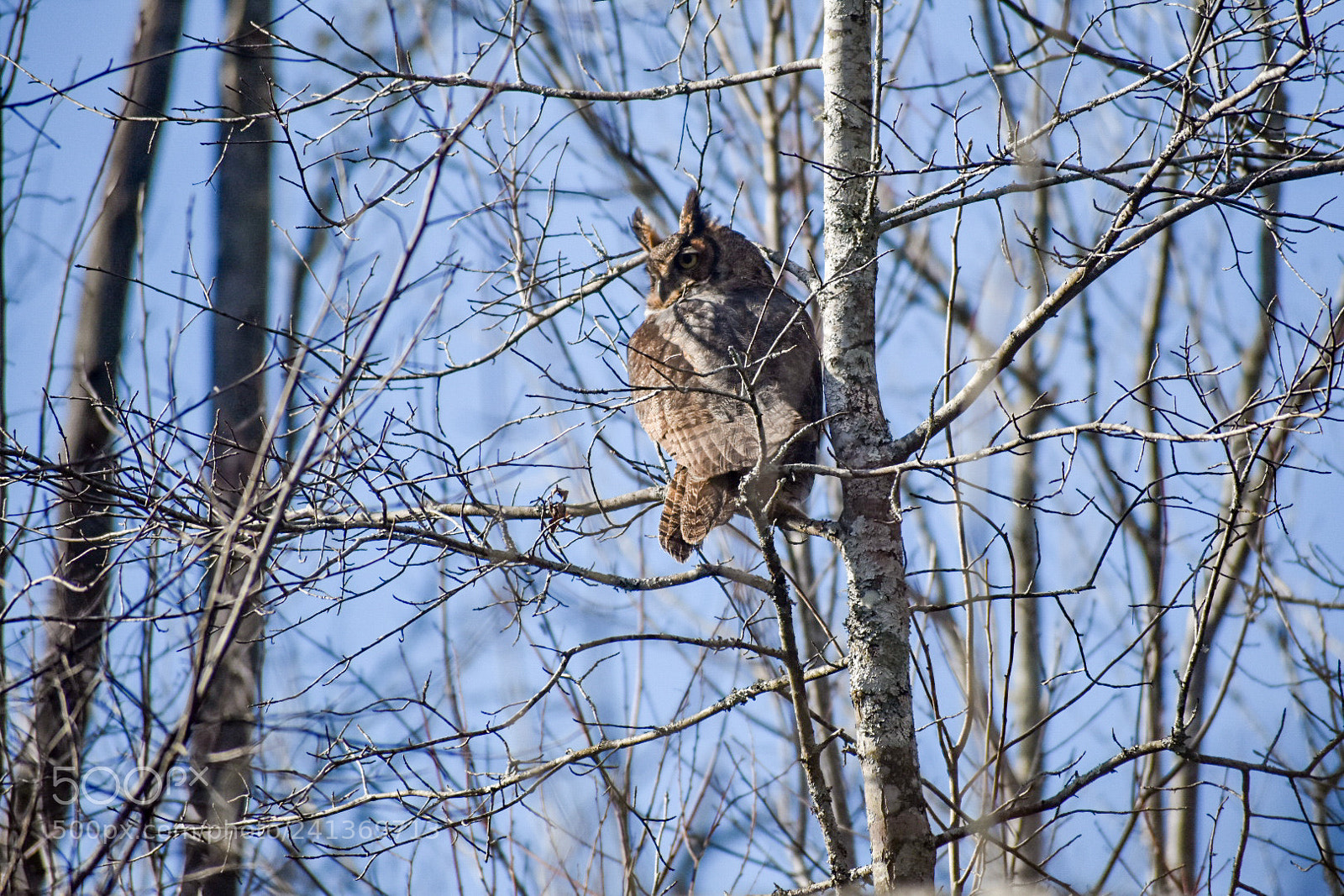 Nikon D3400 sample photo. Perched photography