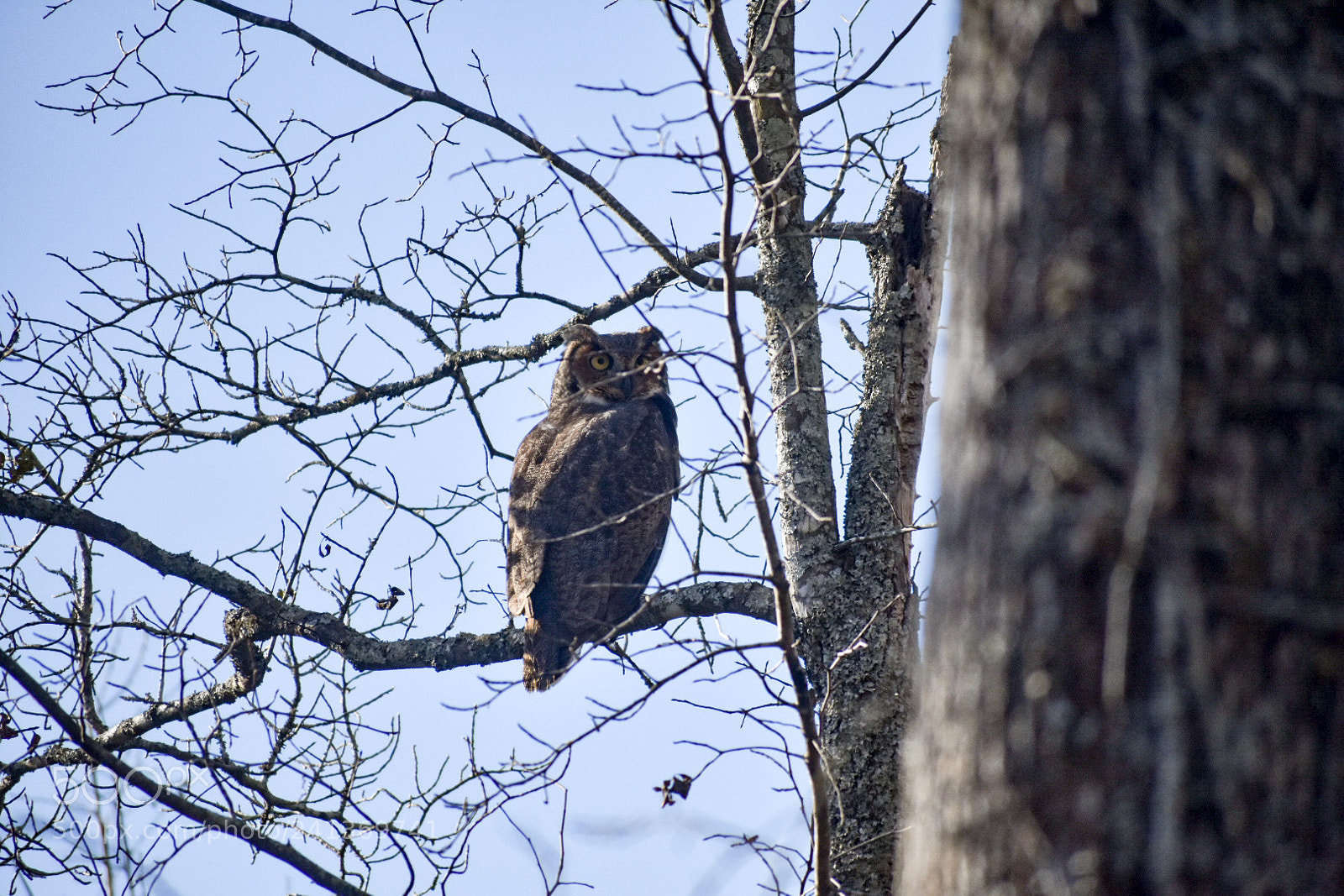 Nikon D3400 sample photo. Perched photography
