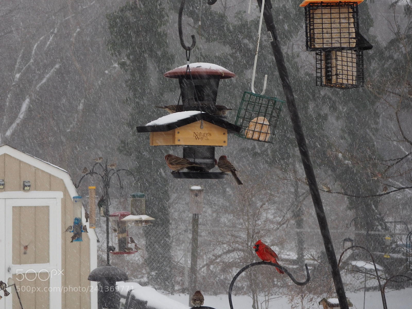 Olympus OM-D E-M10 II sample photo. The cardinal is not photography