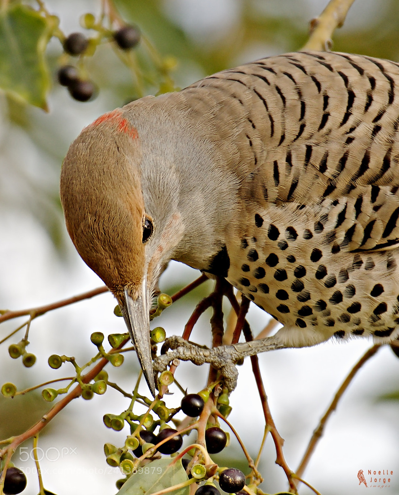 Nikon D500 sample photo. Northern flicker seemed surprised photography
