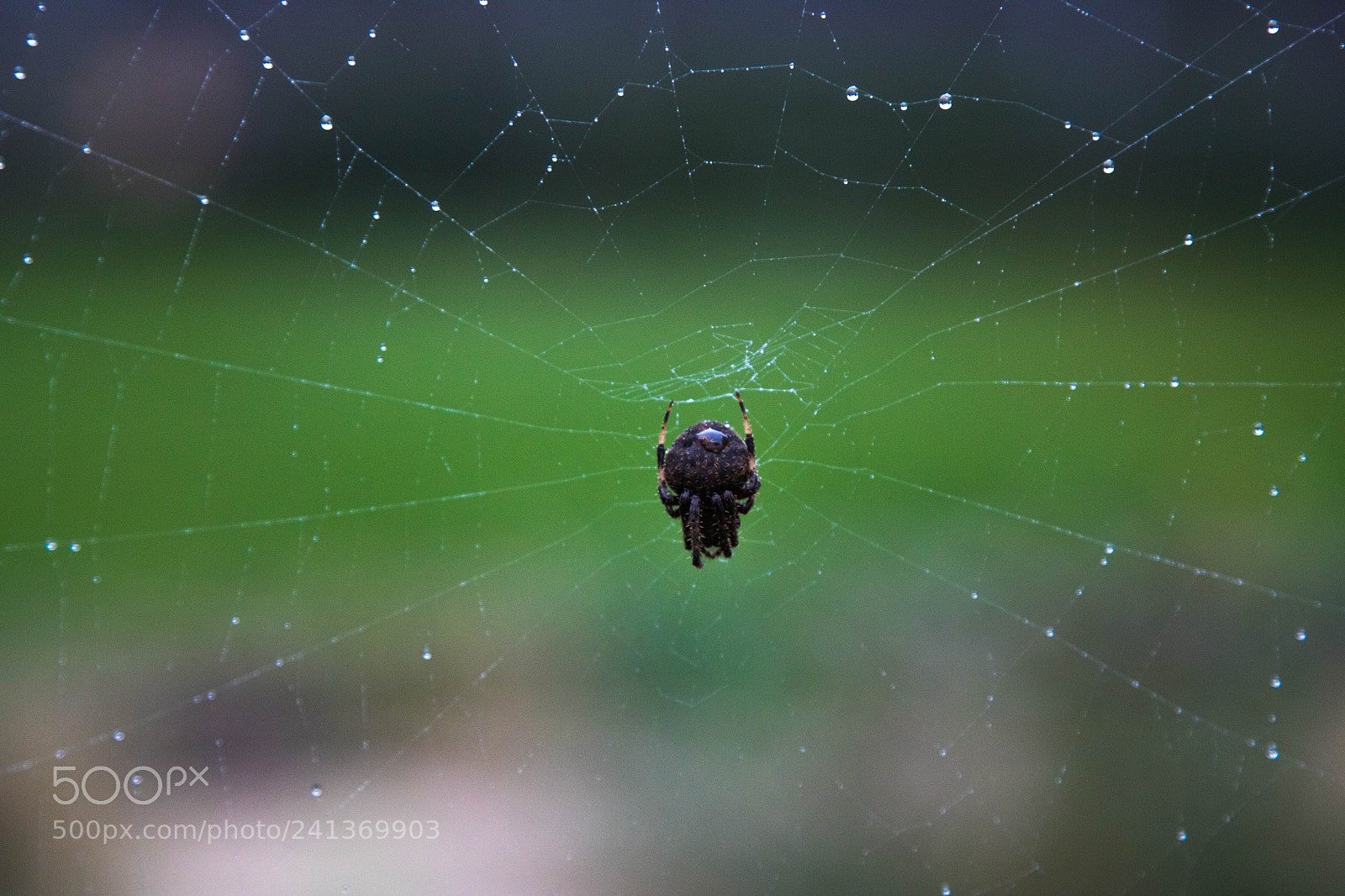 Canon EOS 750D (EOS Rebel T6i / EOS Kiss X8i) sample photo. Spider photography