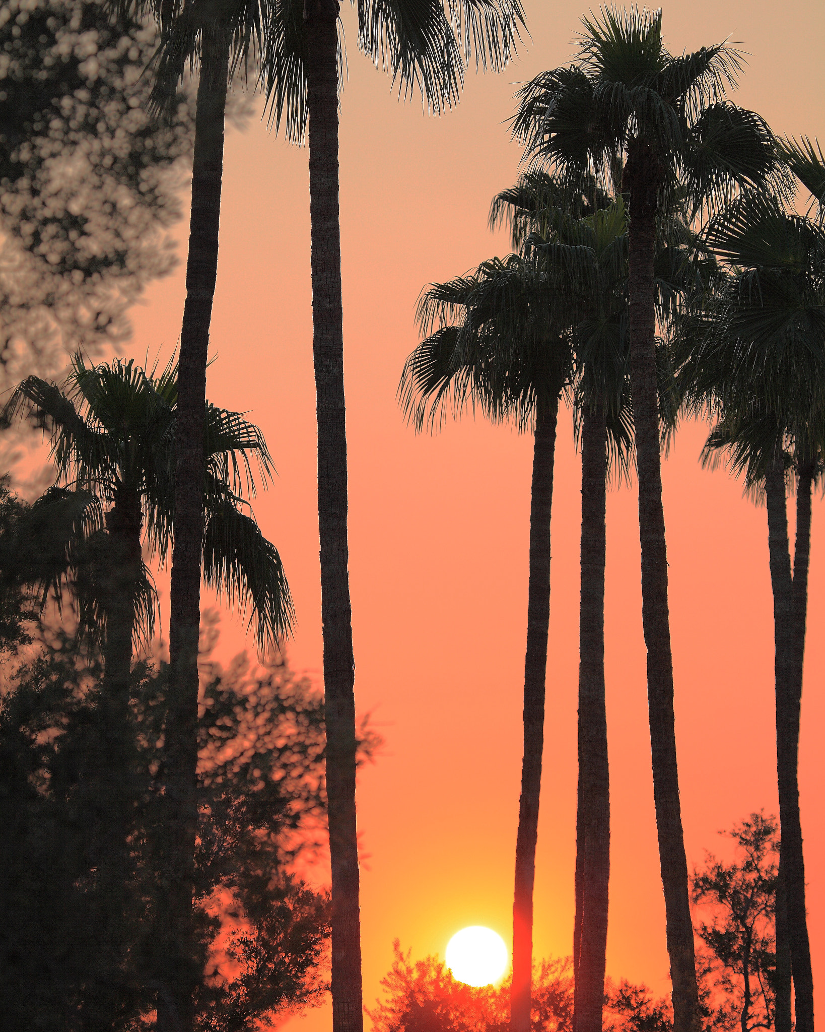 Sunrise in Phoenix, Arizona