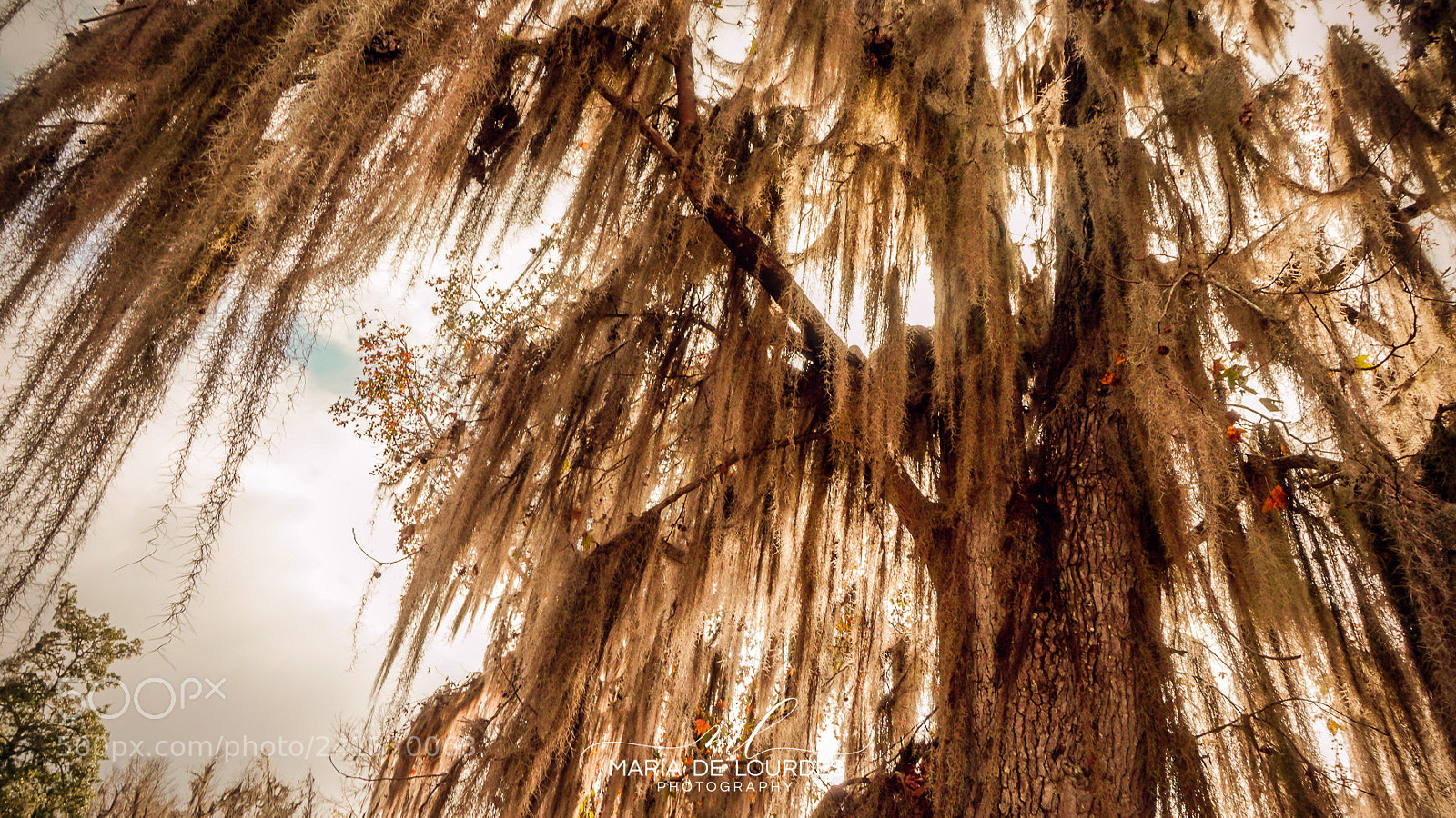 Sony Alpha a5000 (ILCE 5000) sample photo. Spanish moss photography