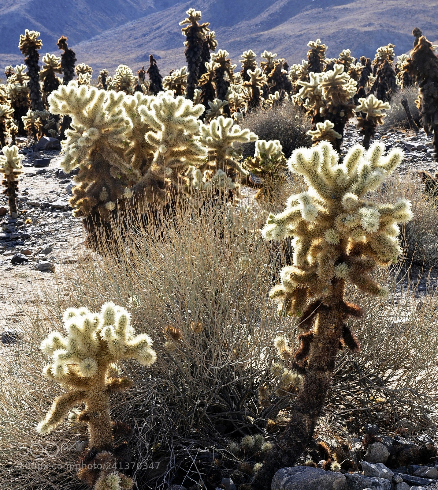 Nikon D90 sample photo. Cholla cactus photography