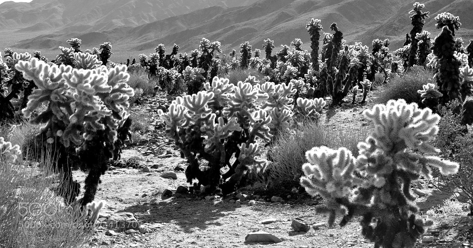Nikon D90 sample photo. Cholla cactus photography