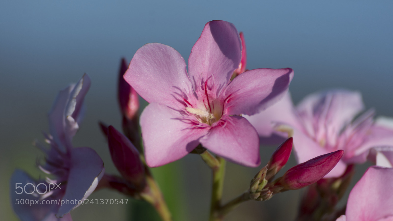 Nikon D7200 sample photo. Flowers by the sea photography