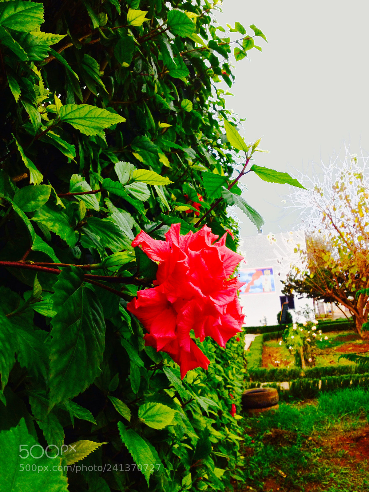 Apple iPhone 4S sample photo. Untitled photography
