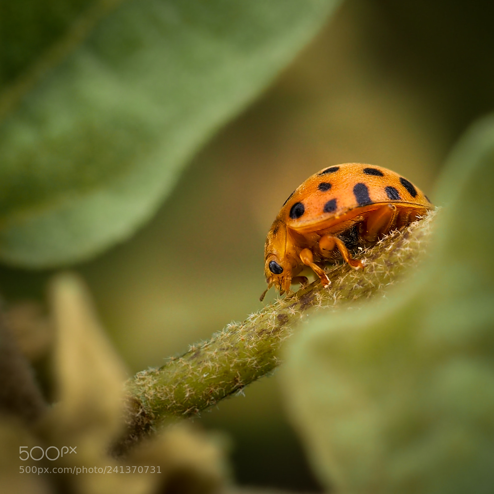 Olympus OM-D E-M10 sample photo. Ladybug photography