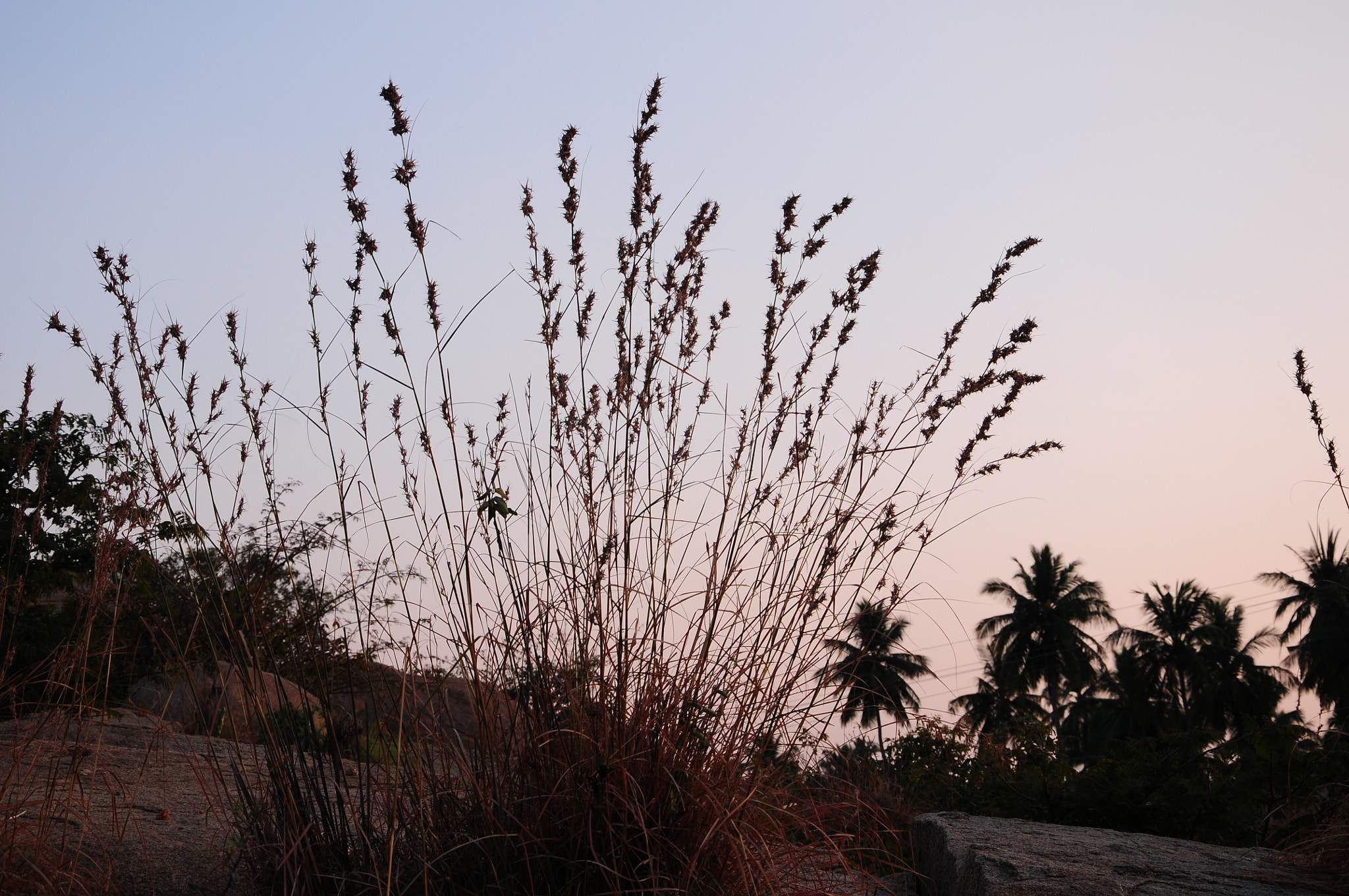 Nikon D300S sample photo