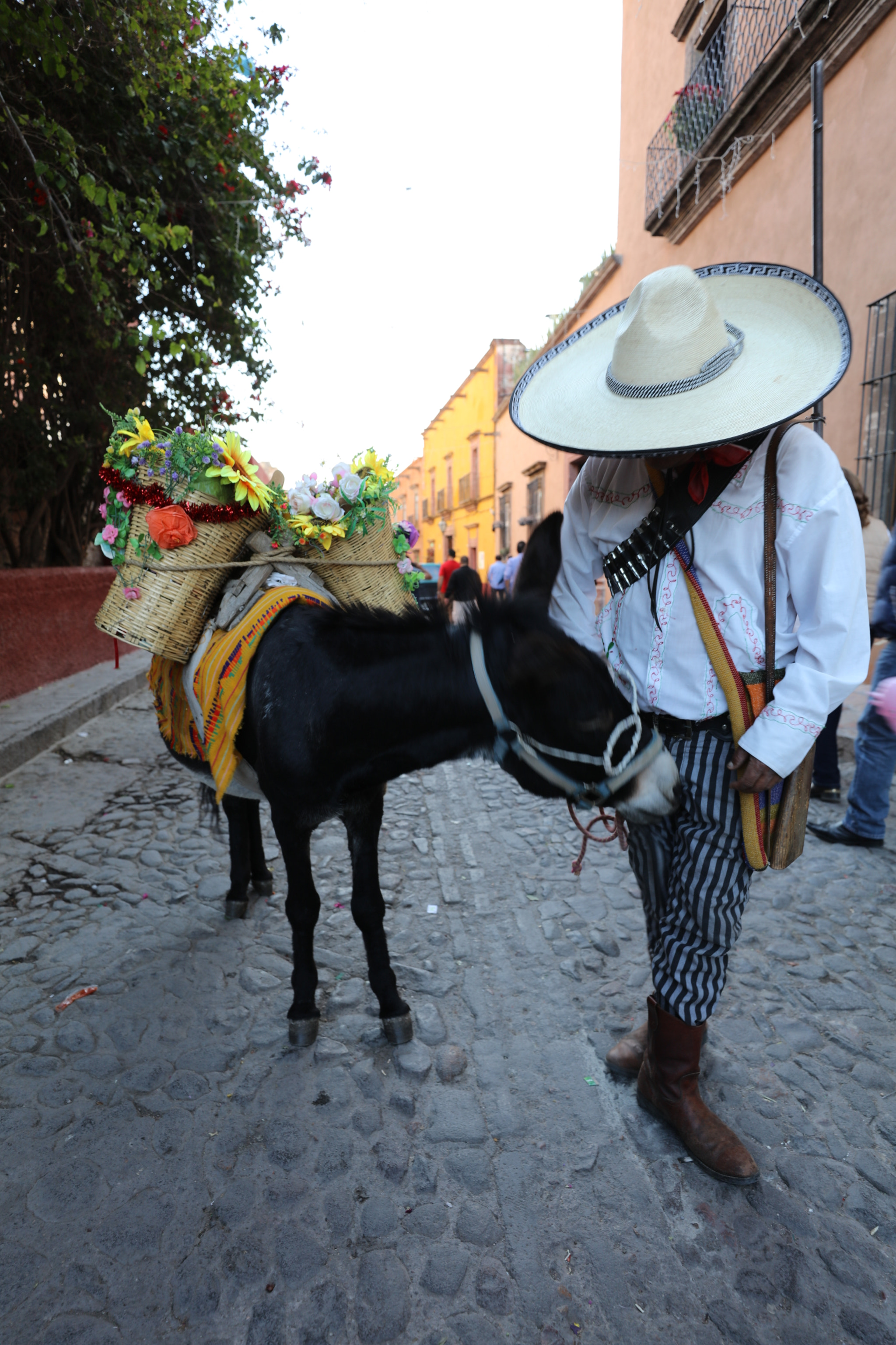 Canon EOS 5DS R + Canon EF 16-35mm F2.8L III USM sample photo. The donkey and ten man. bite  photography