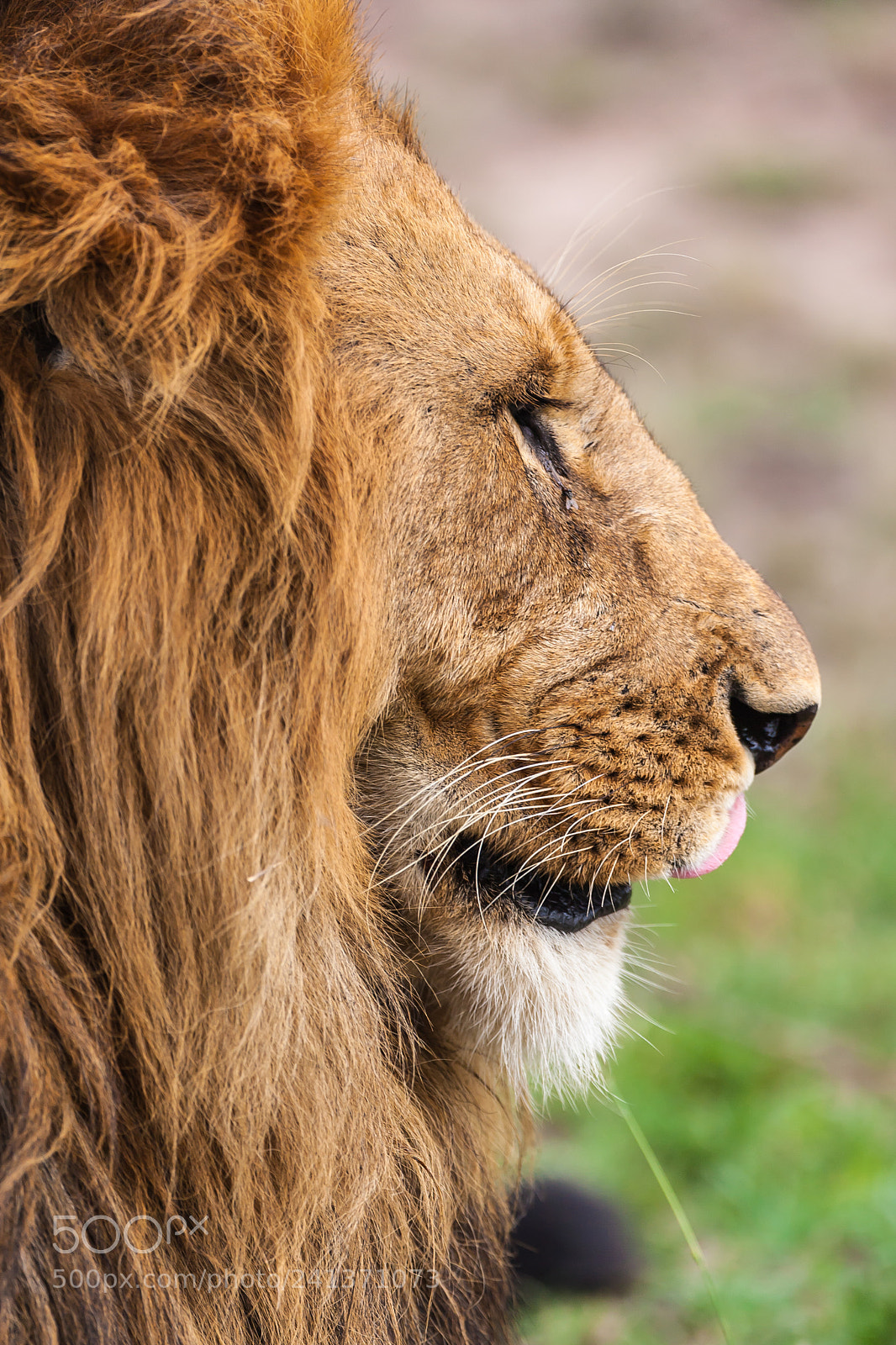 Canon EOS-1D Mark III sample photo. King of the jungle photography