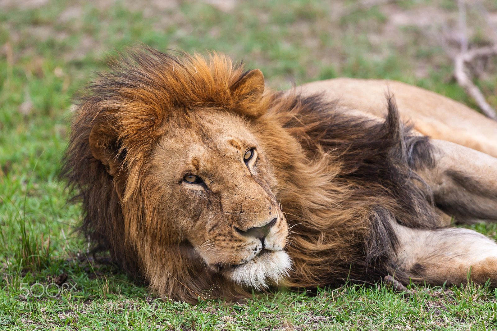 Canon EOS-1D Mark III sample photo. King of the jungle photography