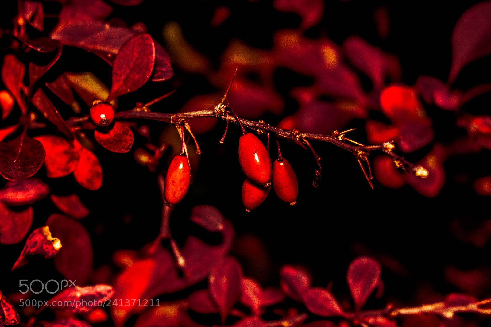 Canon EOS 100D (EOS Rebel SL1 / EOS Kiss X7) sample photo. Red nature photography