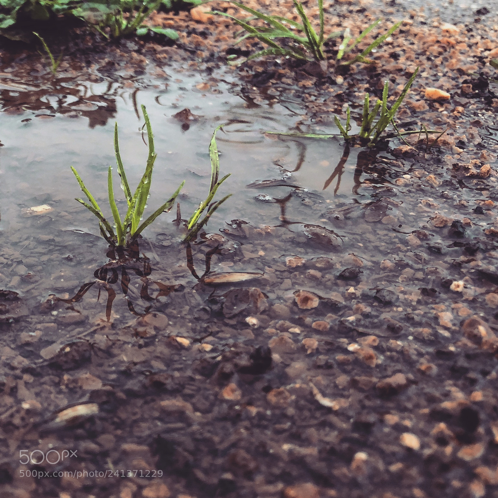 Apple iPhone 8 Plus sample photo. ☘️ photography